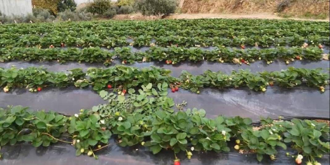 Kışlık çilekte hasat zamanı! Yılda 260 bin tonla önemli gelir kaynağı: Kilosu 130 TL’den satılıyor 2